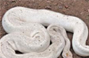 White python found near Mangaluru